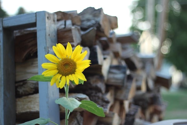 Sunflower by the Wood Pile
