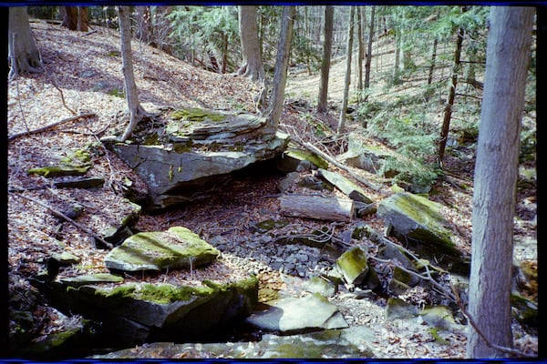 Rocks in the Forest