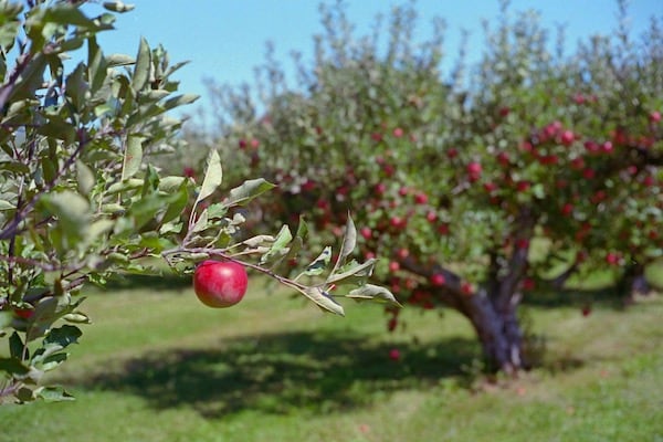 Apple in the Orchard