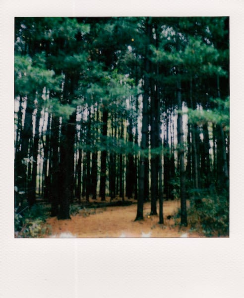 Entering the pine grove
