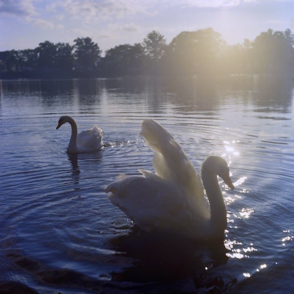 Hocus/Pocus or maybe Abra/Cadabra; the Swans