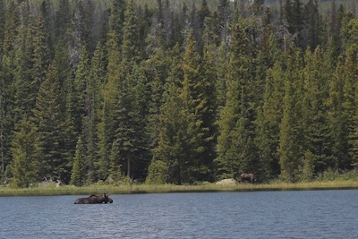 Bierstadt Lake. Moose on the other side of the lake