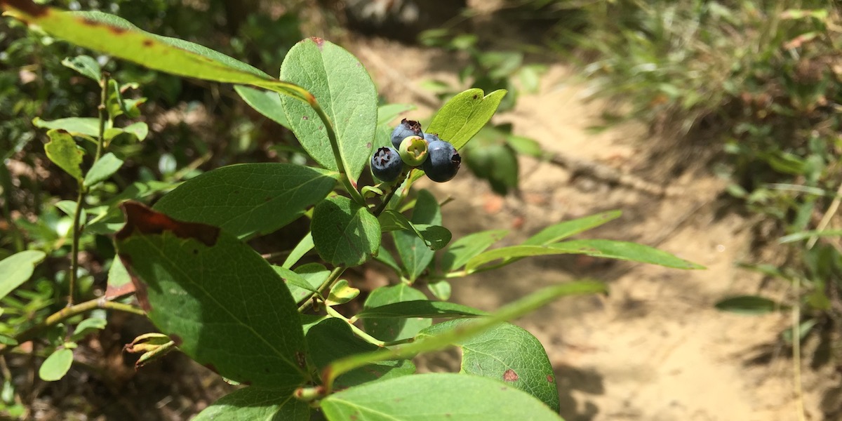 Wild blueberries along the trail