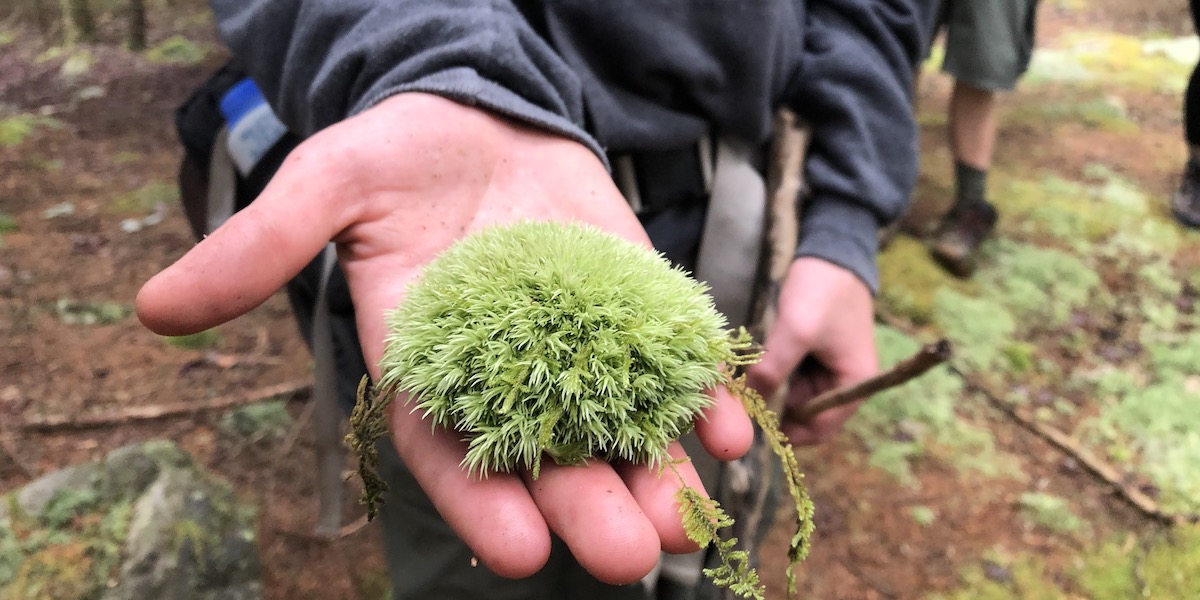 Something, possibly Scotch Moss, which looks like a green Snowball