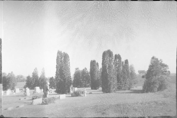 Trees near the graveyard